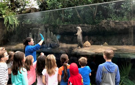 Kids looking at an Otter