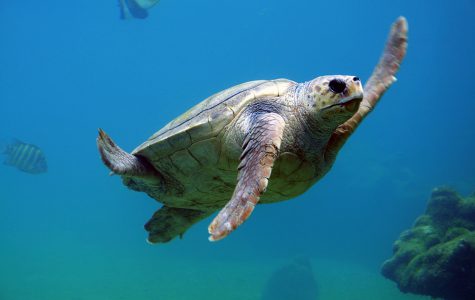 Sea Turtle