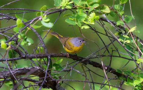 Yellow bird in tree