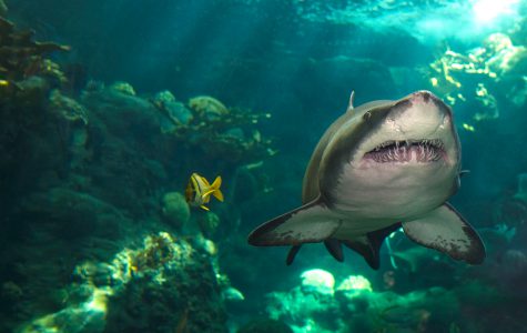 Sand Tiger Shark