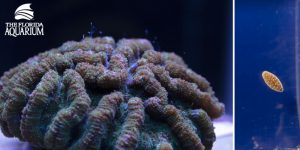 Ridged Cactus Coral and Larvae Side by Side