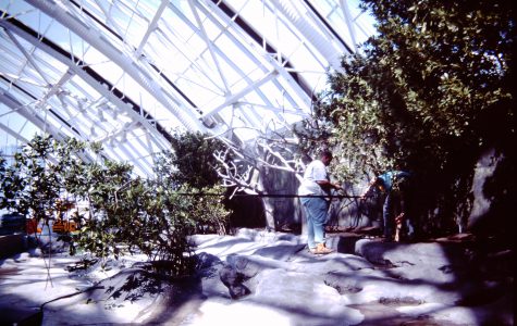 Historic Mangroves