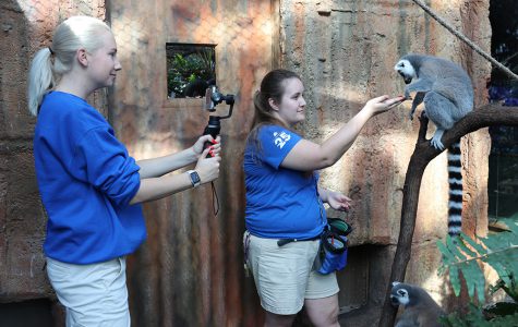 Trainer feeding lemur