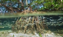 Underwater Mangrove