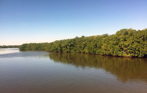 Weedon Island Mangroves