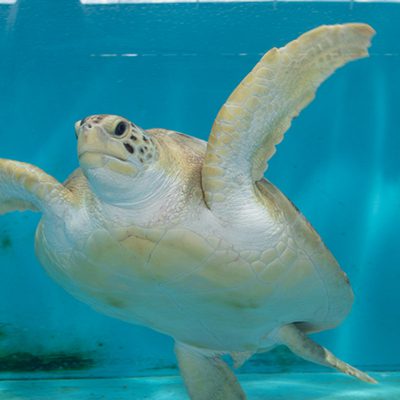 Green Sea Turtle