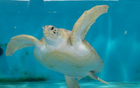 Korn smør Transplant Threatened Green Sea Turtle Makes New Home at Mississippi Aquarium - The  Florida Aquarium