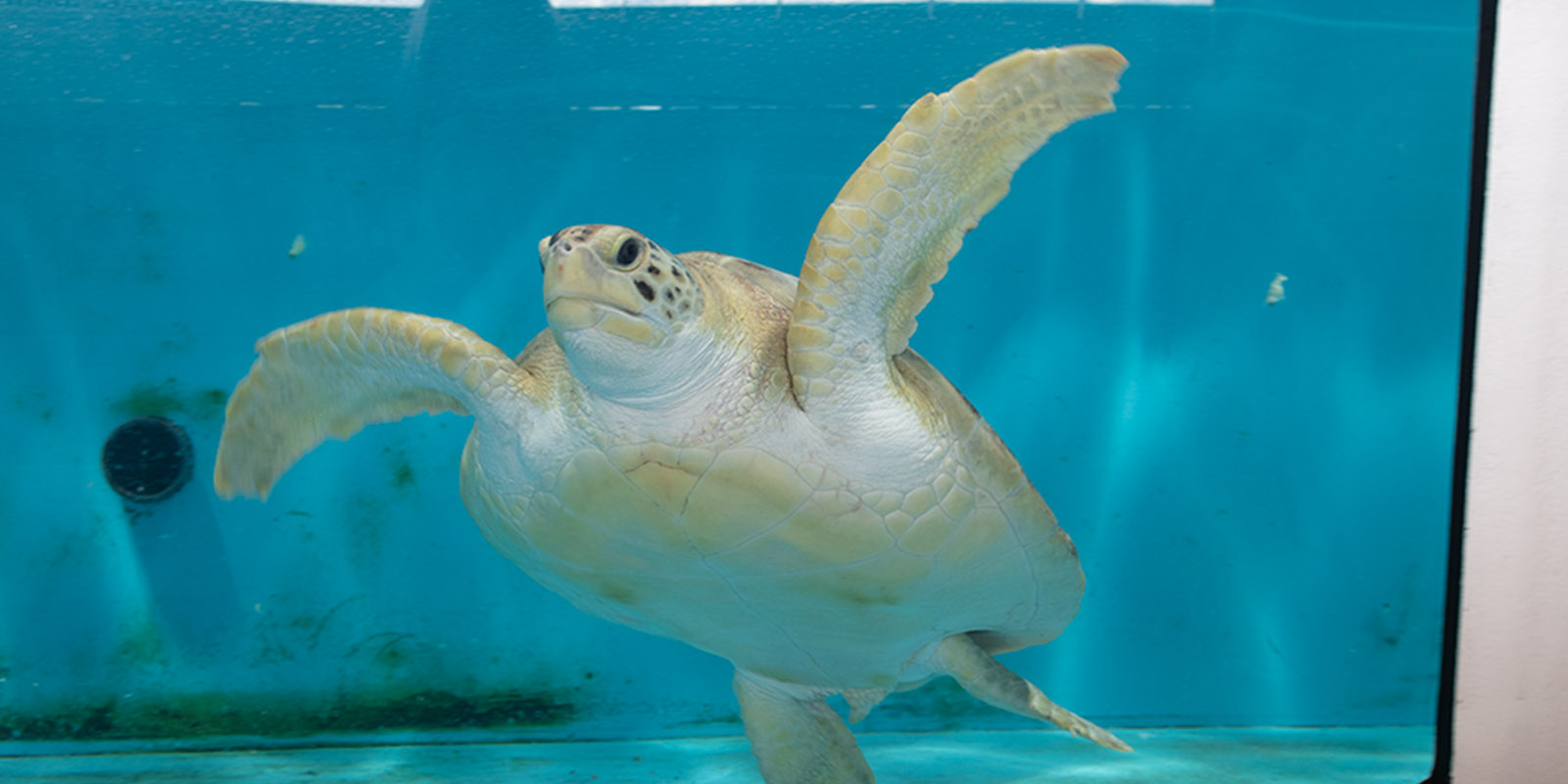 Threatened Green Sea Turtle Makes New Home at Mississippi Aquarium