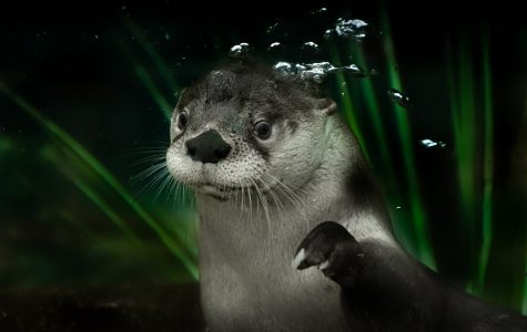 Otter