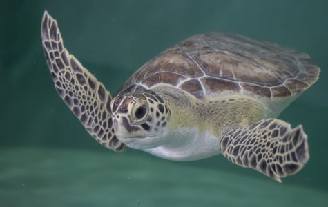 Sea Turtle