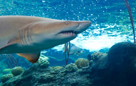 Sand Tiger Shark