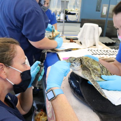 Veterinarian at The Florida Aquarium Center for Conservation performs an exam on a rescued sea turtle.