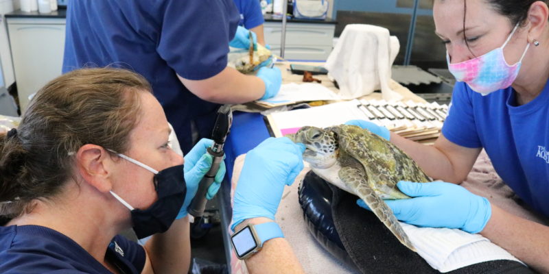 Veterinarian at The Florida Aquarium Center for Conservation performs an exam on a rescued sea turtle.
