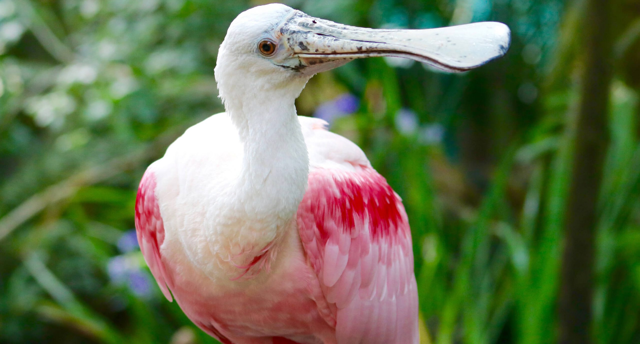 Roseate Spoonbill