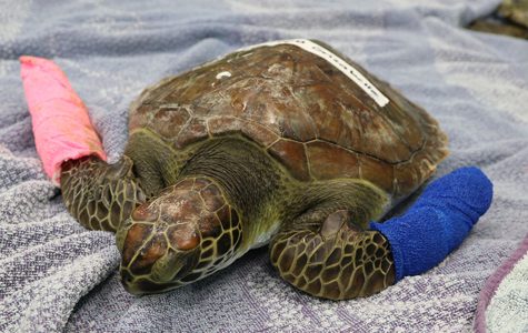 Rehabbed Sea Turtle