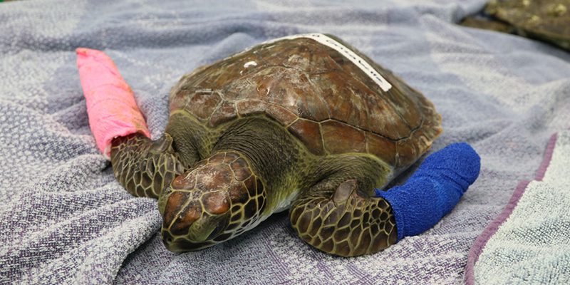 Rehabbed Sea Turtle