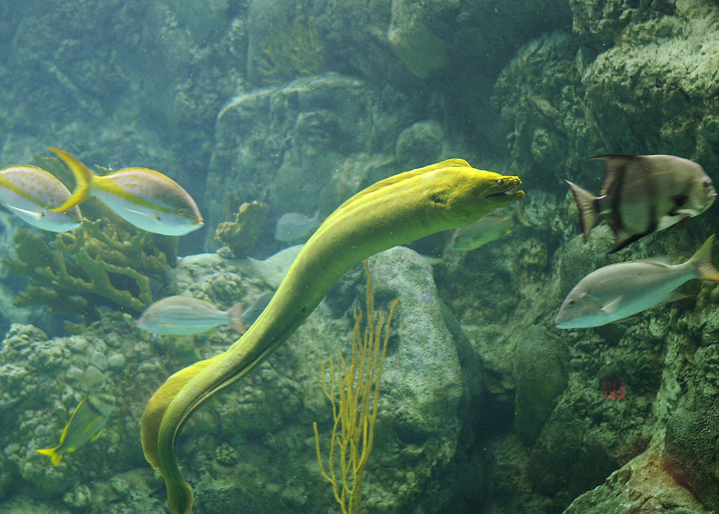 Coral Reef Moray Eel