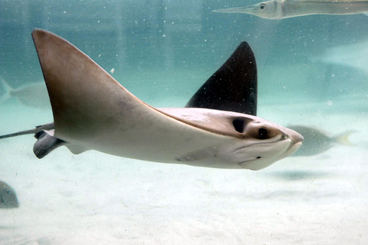 Cownose Ray