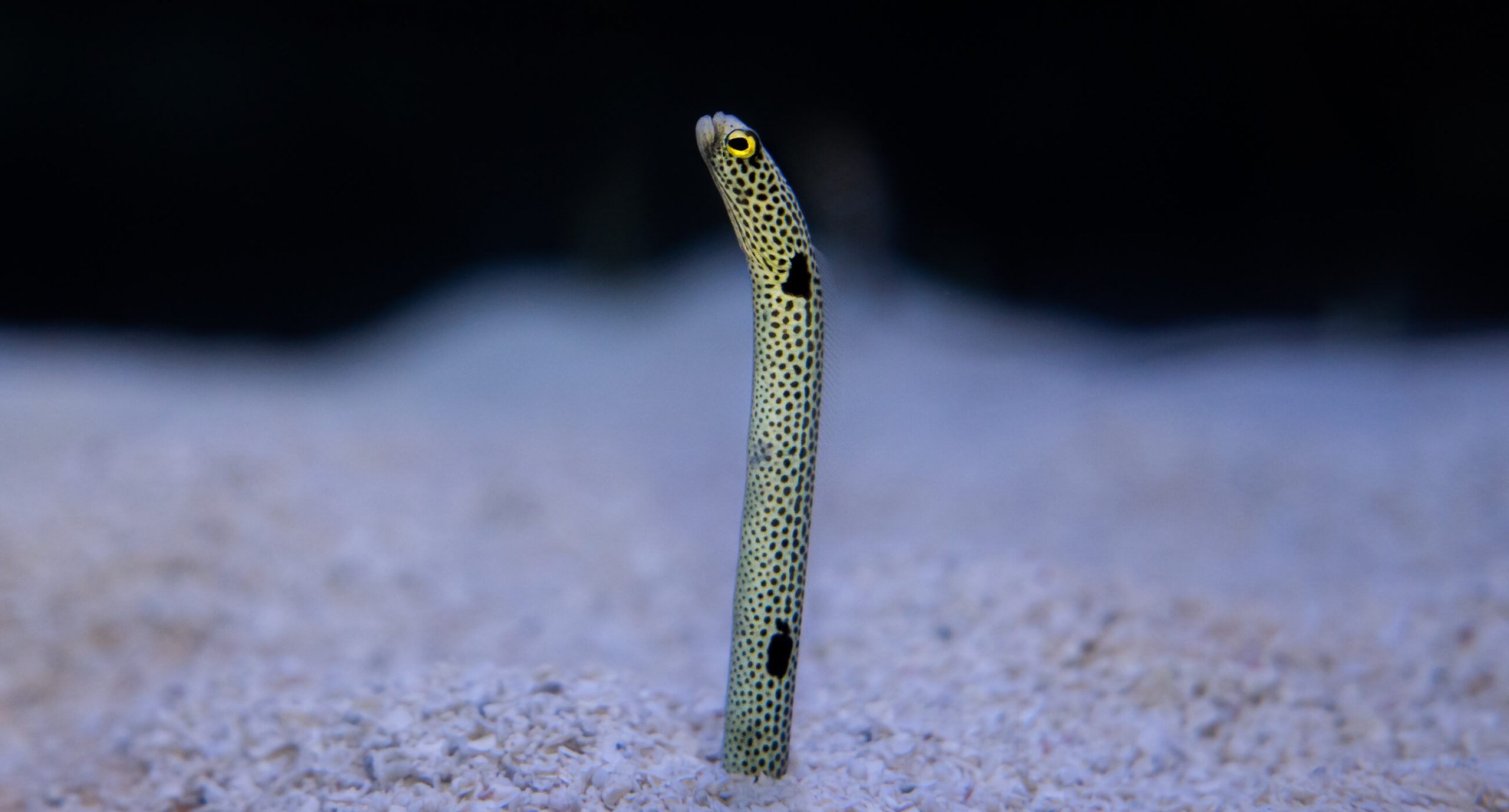 Garden Eel