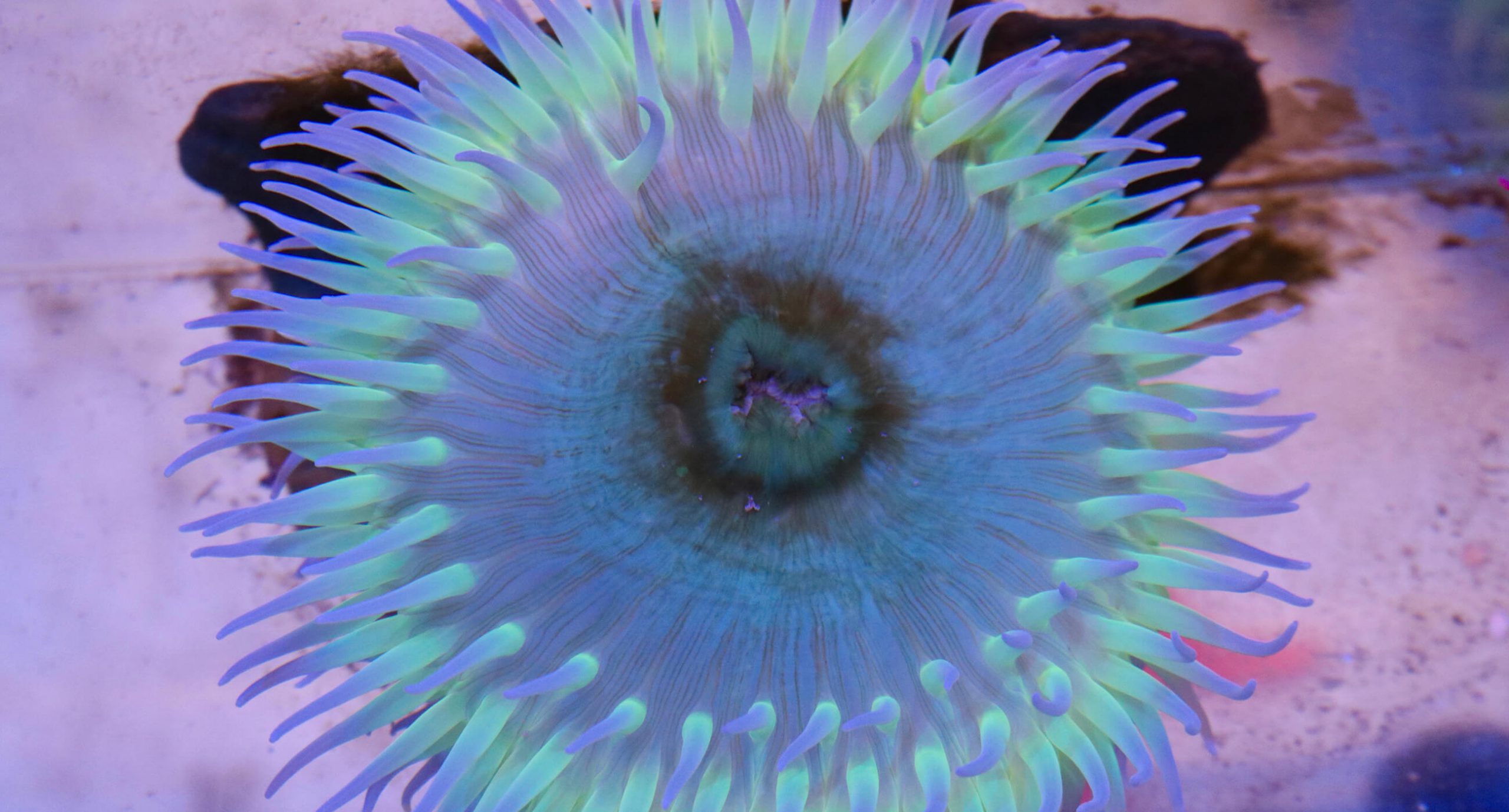 Giant Green Anemone