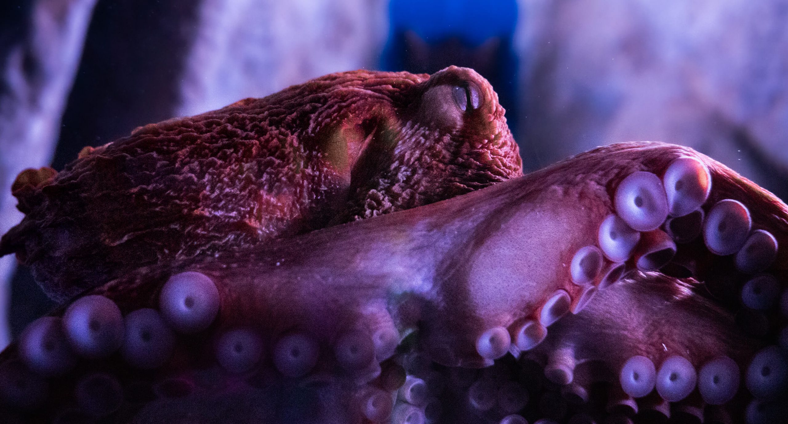 Giant Pacific Octopus