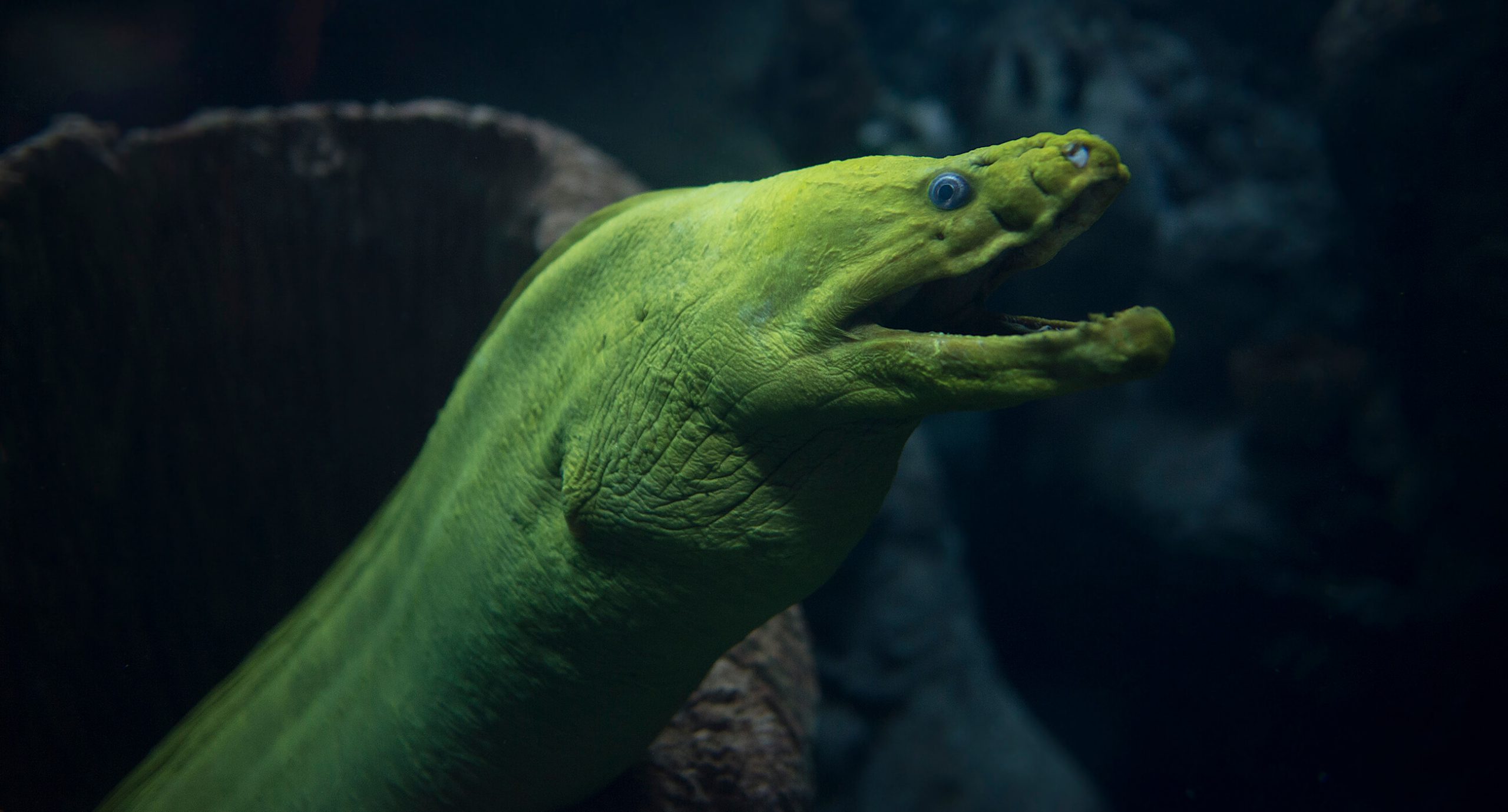 Green Moray Eel