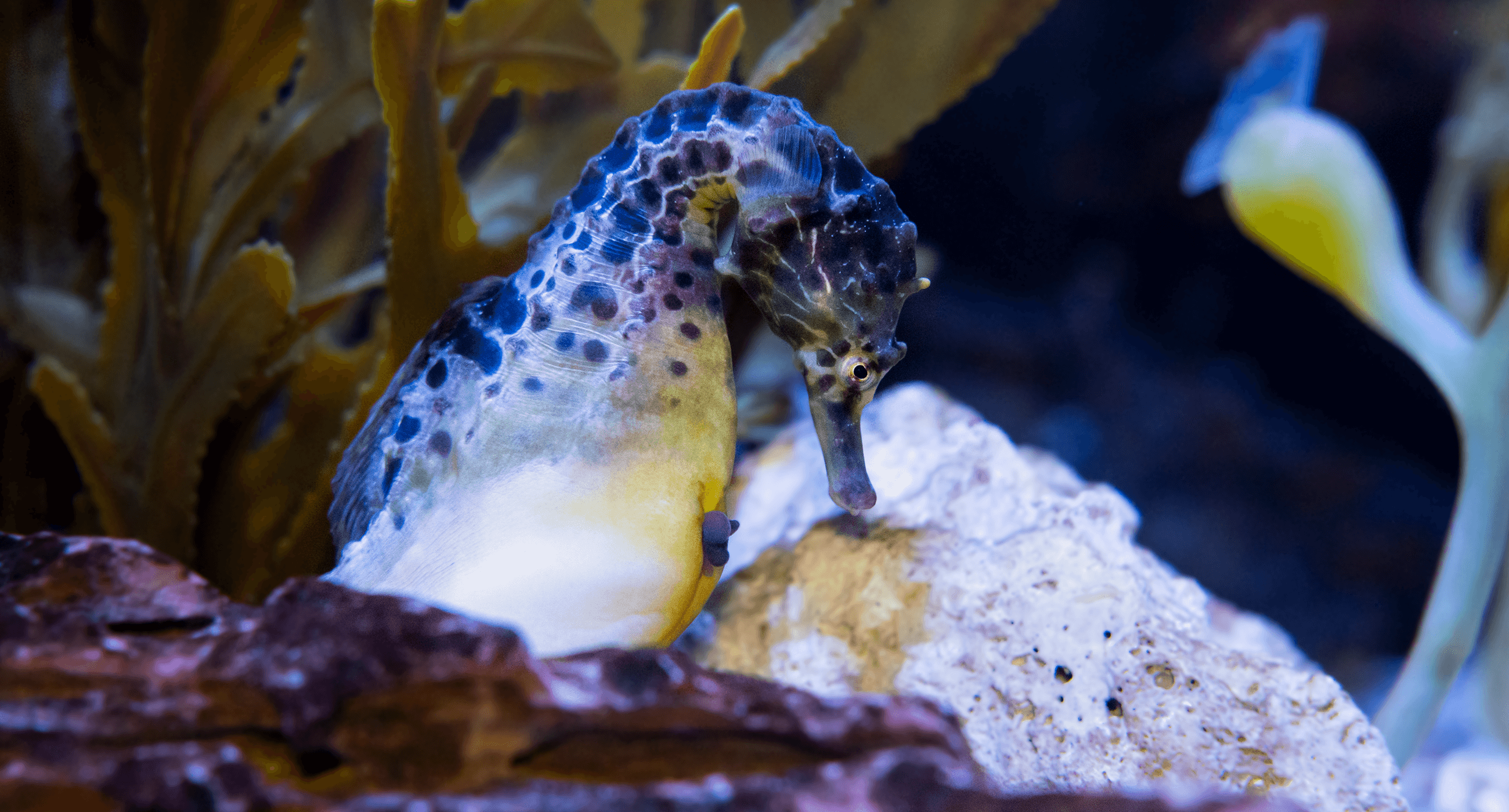 Pot Bellied Seahorse