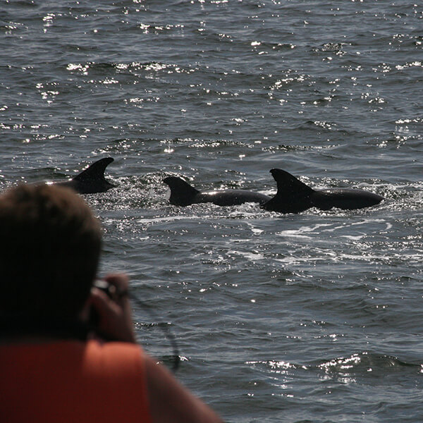 The Florida Aquarium Wild Dolphin Cruise