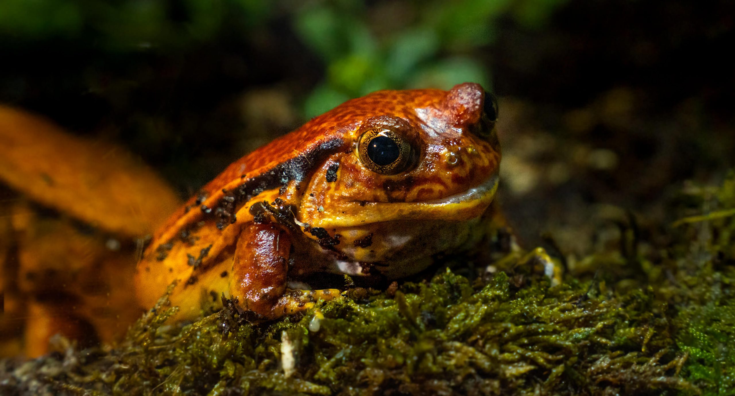 Tomato Frog