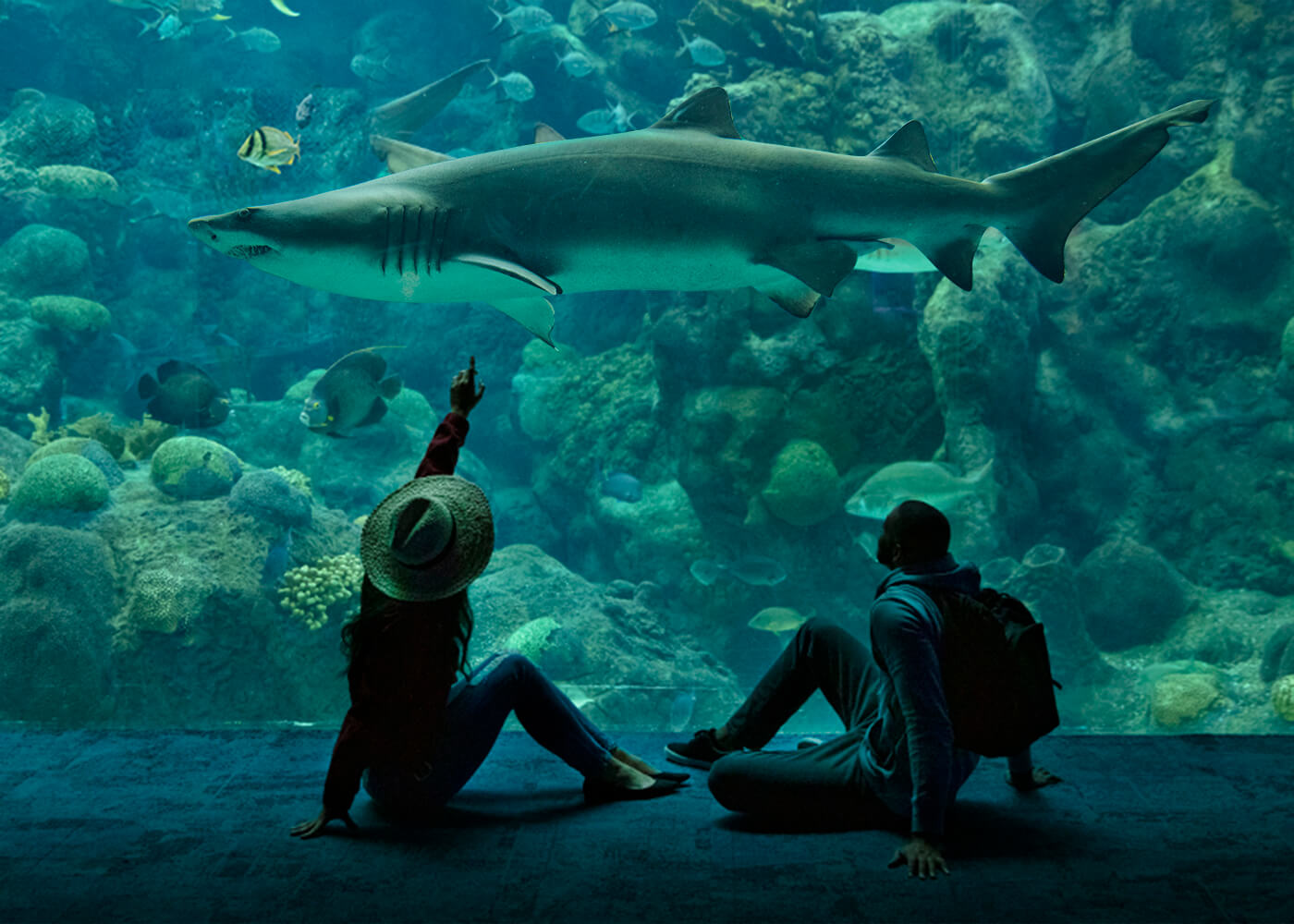Couple and Coral Reef Shark