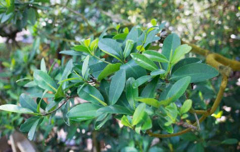 Mangroves