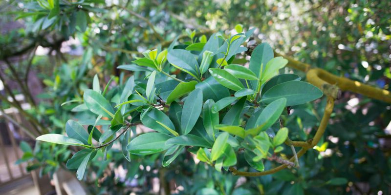 Mangroves