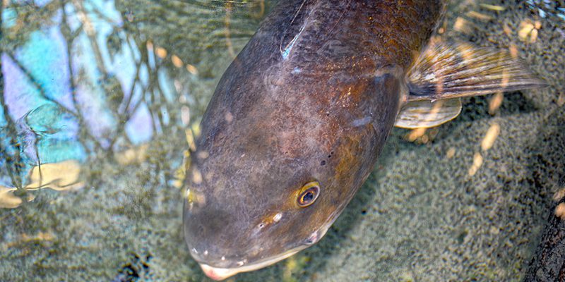 Red Fish