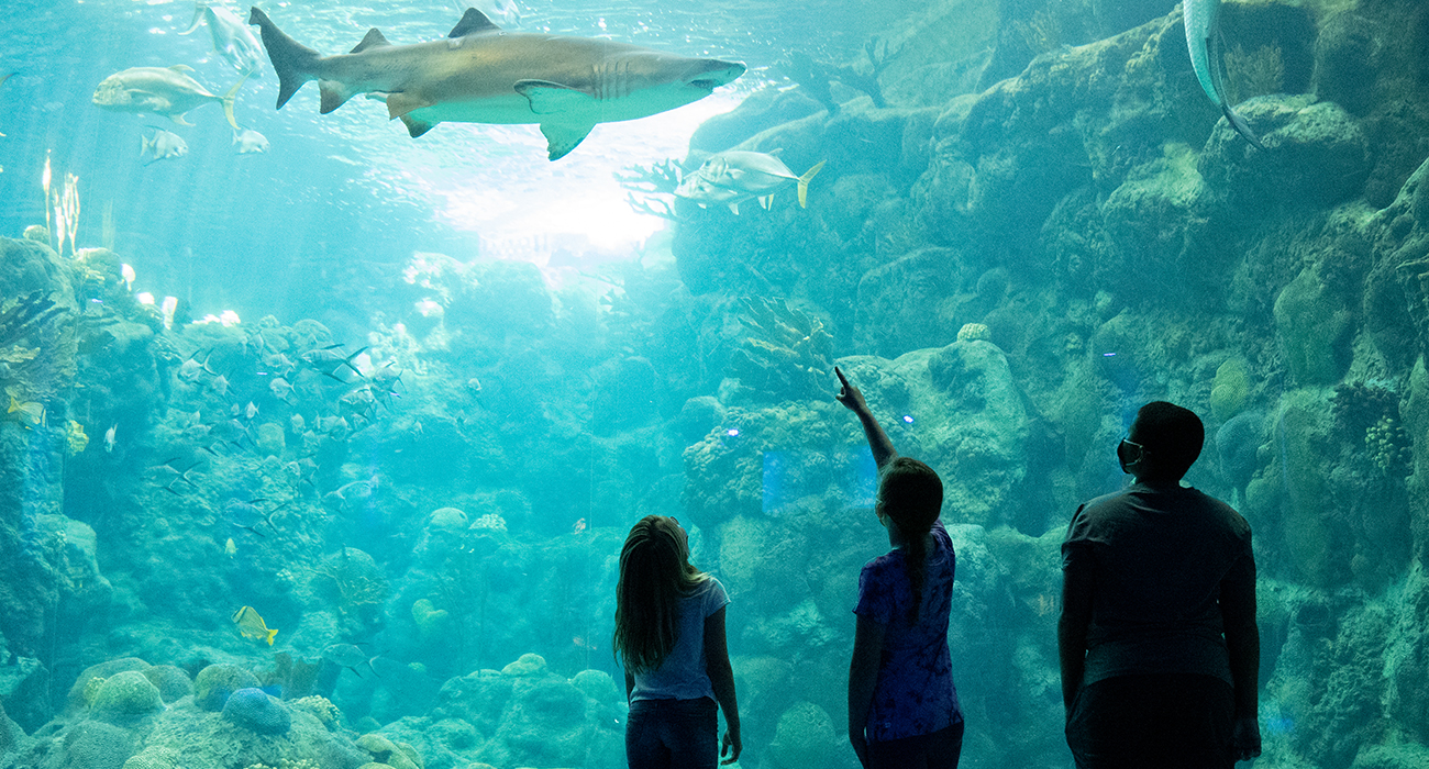 Family_Looking_At_Shark