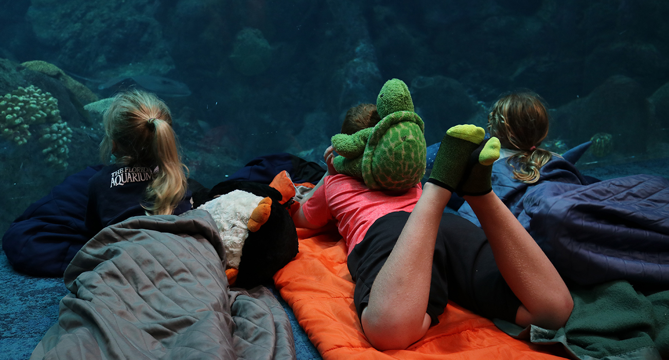 Sleepovers - KiDs Sleeping Over At Aquarium