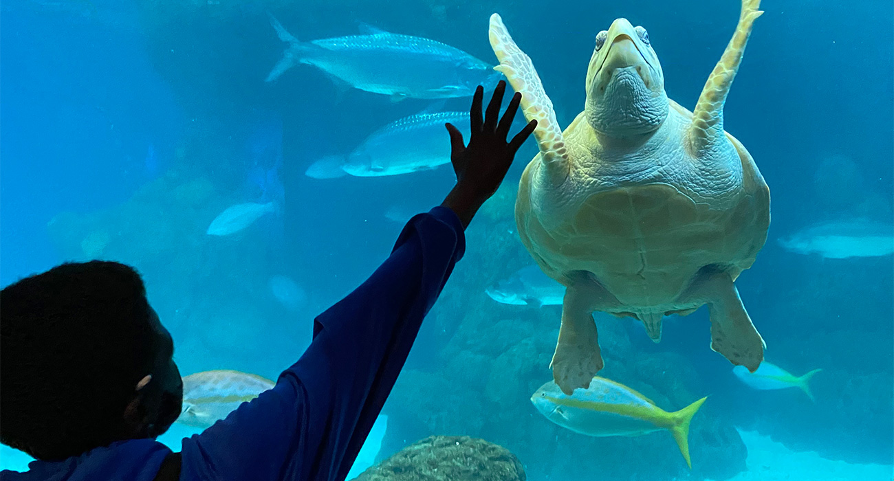 boy_looking_at_loggerhead_sea_turtle