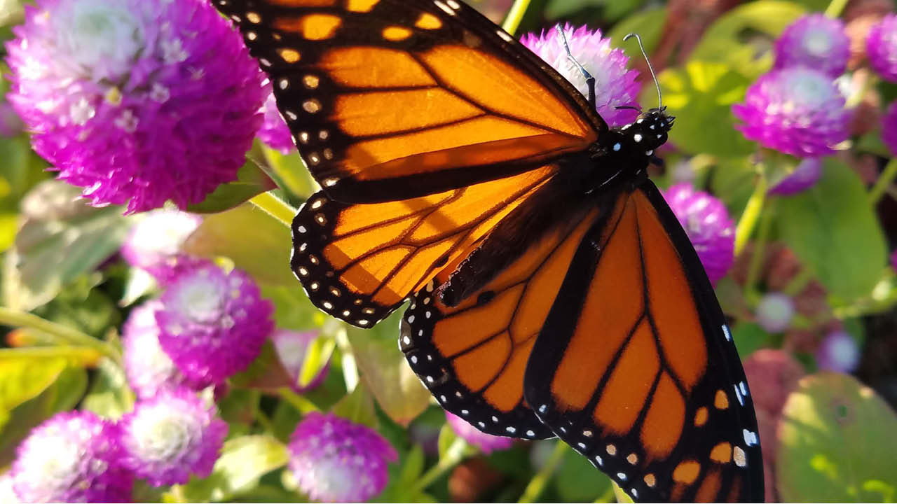 butterfly_on_flower