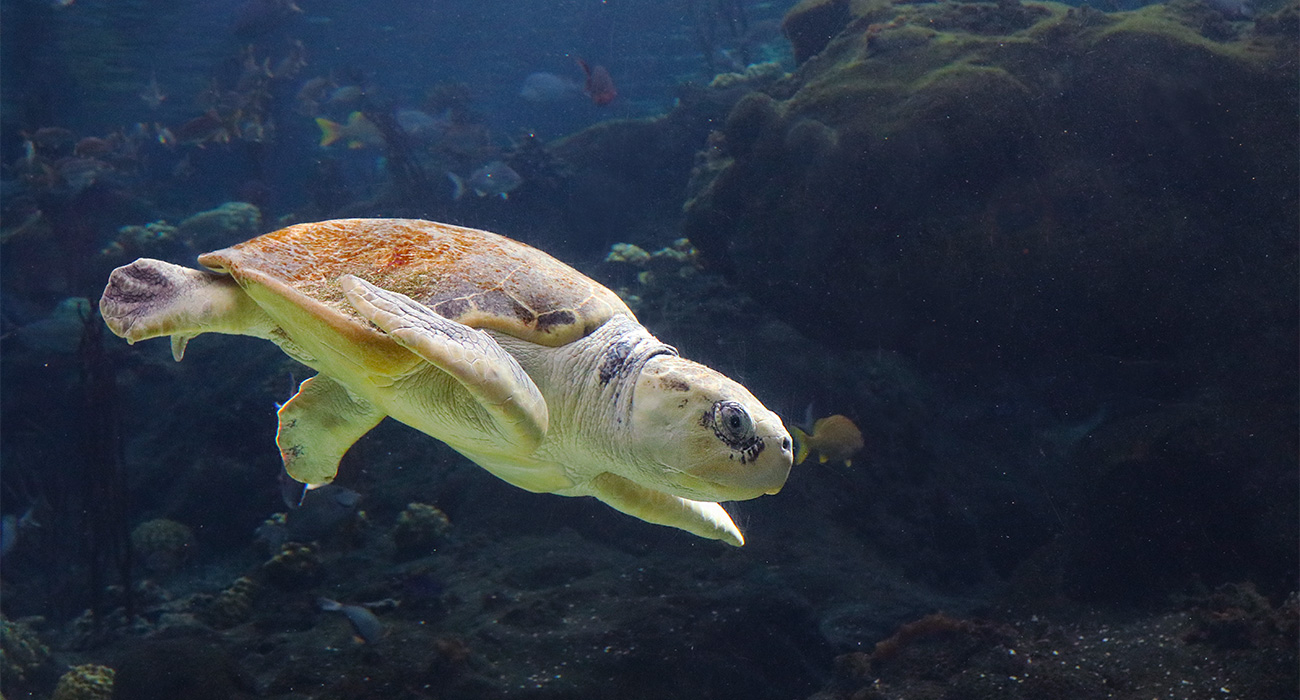 kemp_ridley_turtle