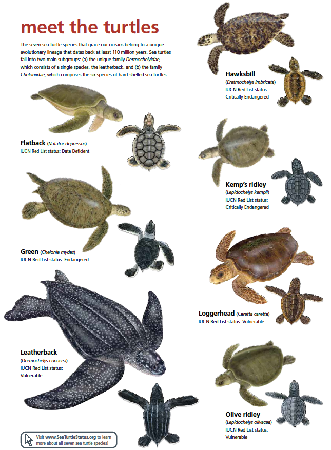 description of different species of sea turtles