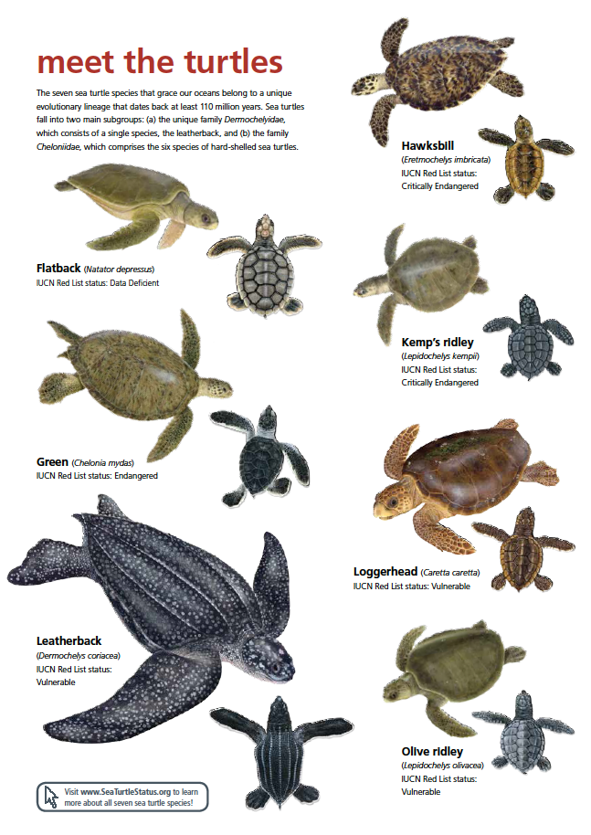 Green Turtle, Sea Turtles, Species