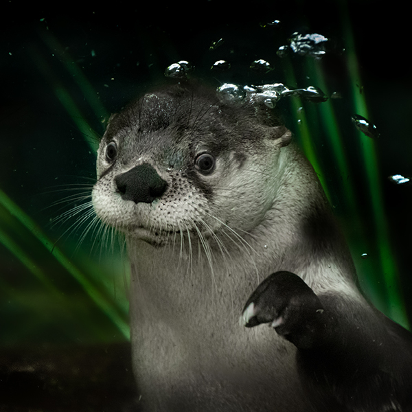 otter_underwater