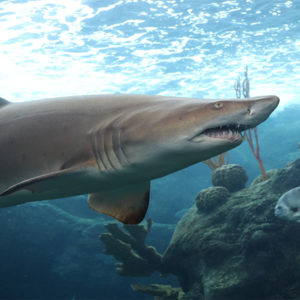 sand_tiger_shark_coral_reef