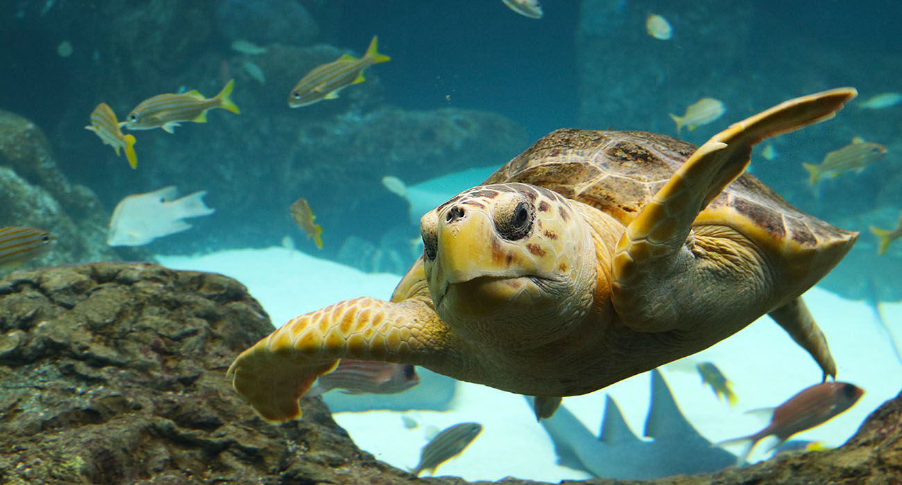 Home - The Florida Aquarium