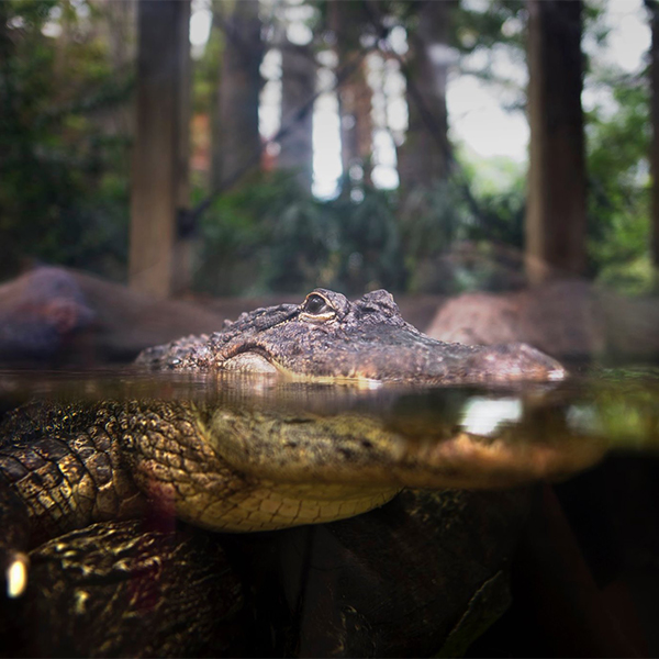 american alligator