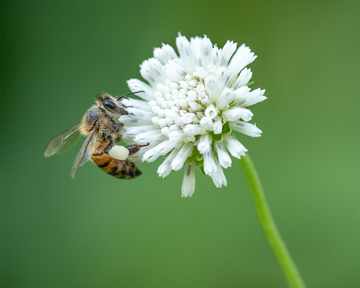 bee on flower