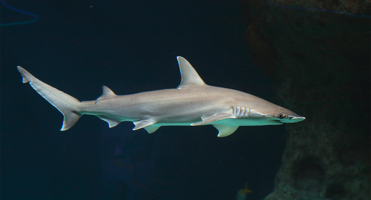 bonnethead shark wide