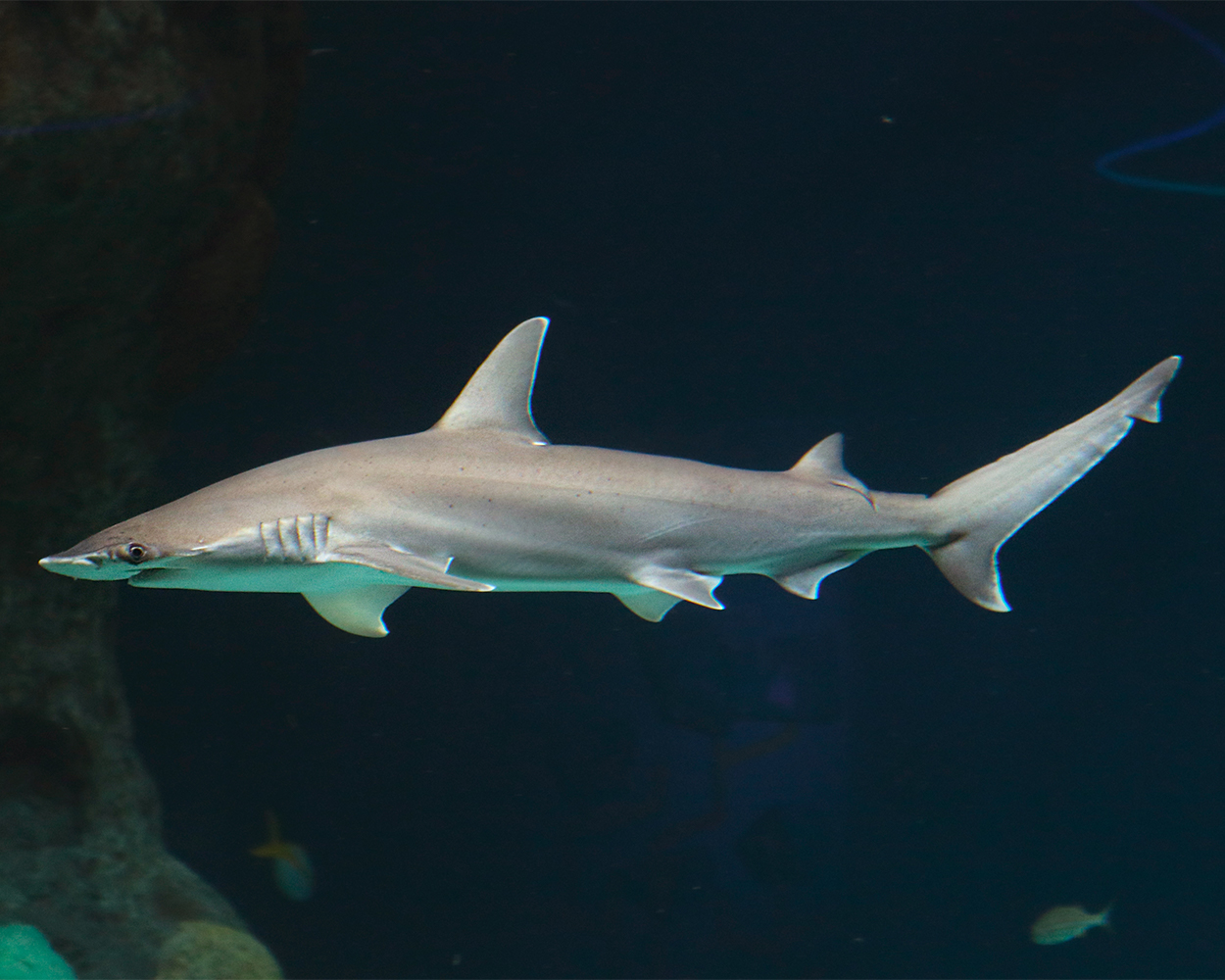 bonnethead_shark