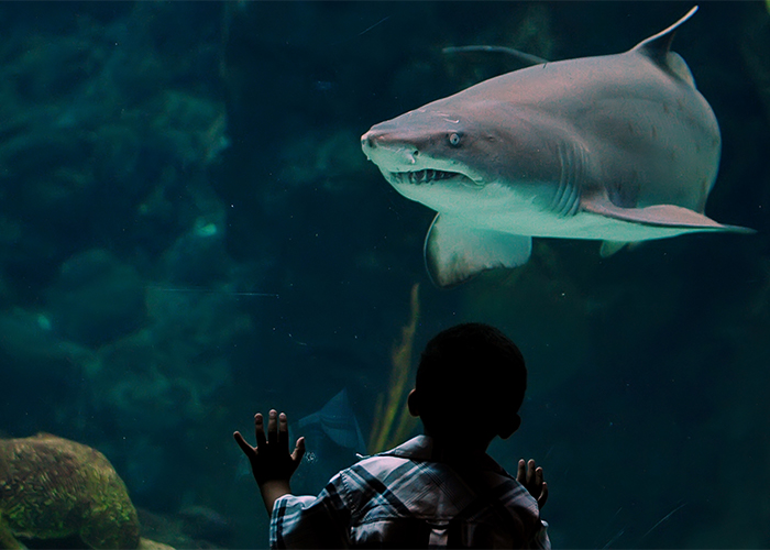 boy looking at sand tiger shark