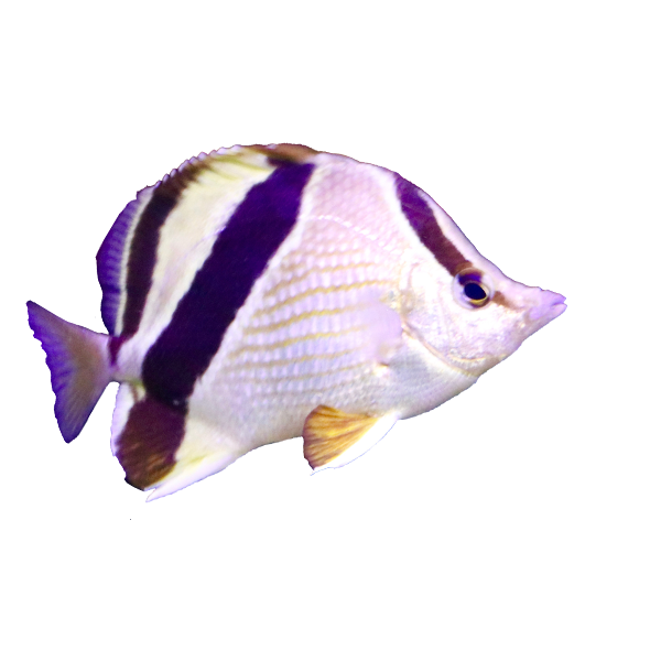 butterfly fish