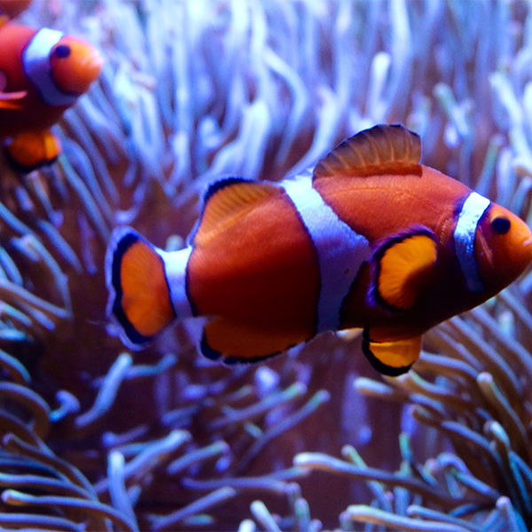 clownfish